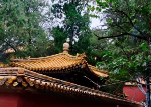 Ancient Trees in the Imperial Garden