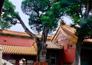 Ancient Trees in the Imperial Garden