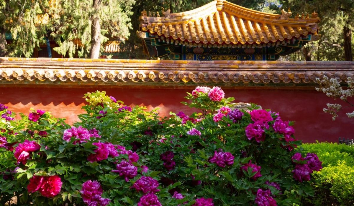The Imperial Garden of the Forbidden City
