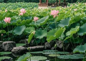 The Imperial Garden of the Forbidden City
