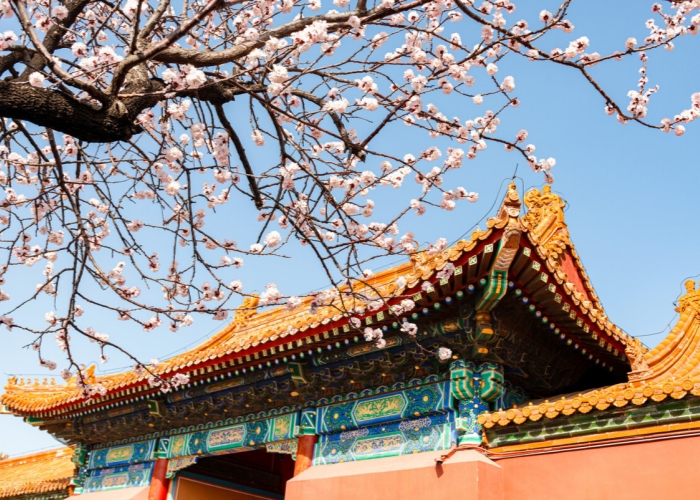 Spring blossoms frame the Forbidden City's iconic golden-tiled palaces